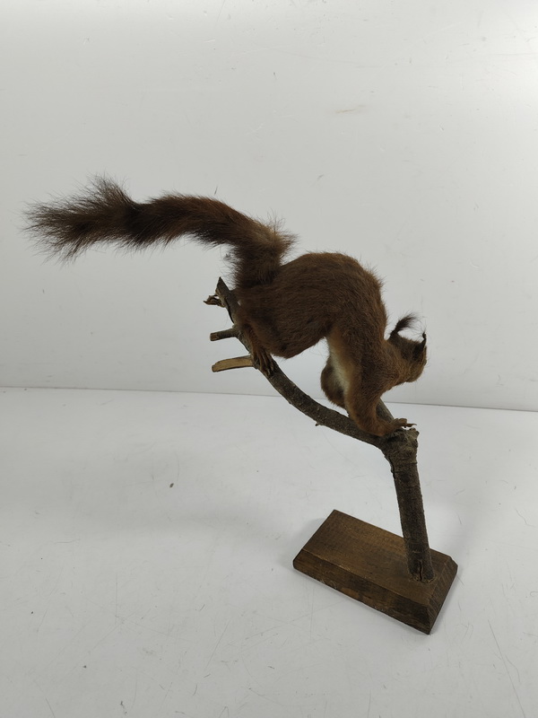 ardilla fauna ficticio taxidermia 34x32x20 1u